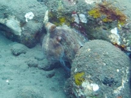 tulamben (38)